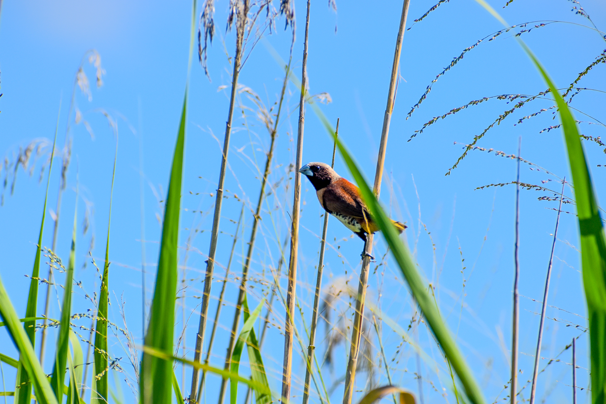 Chestnut-breasted Mannikin (Lonchura castaneothorax)