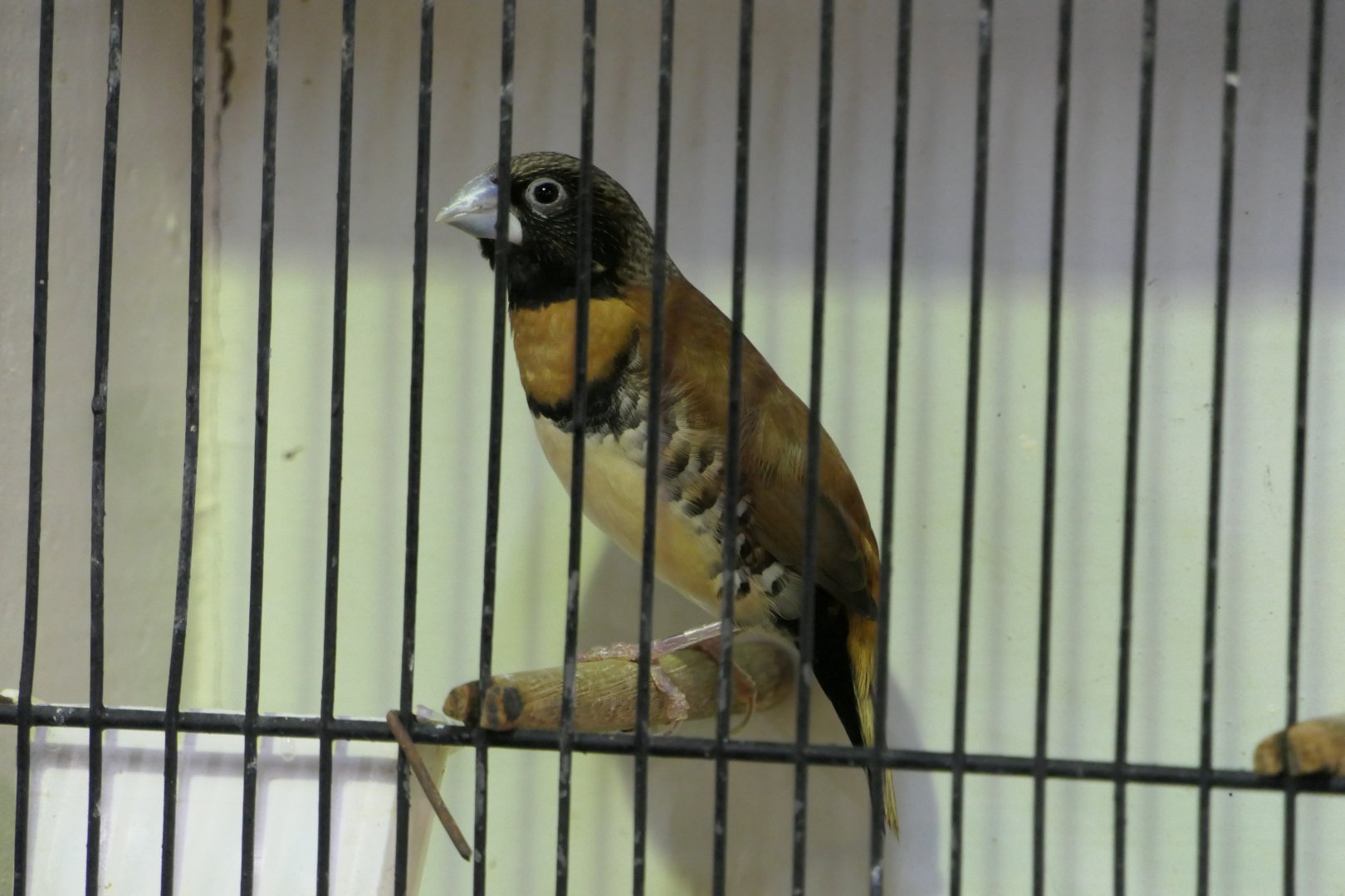 Chestnut-breasted Mannikin (Lonchura castaneothorax)