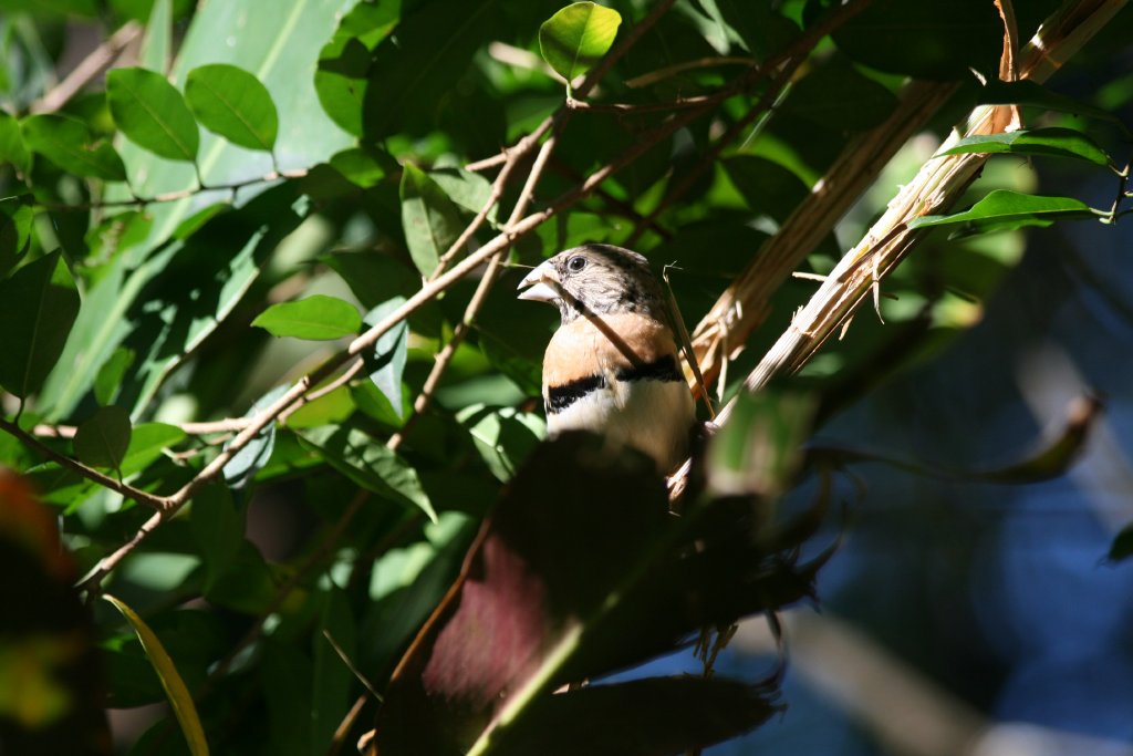 Chestnut-breasted Mannikin
