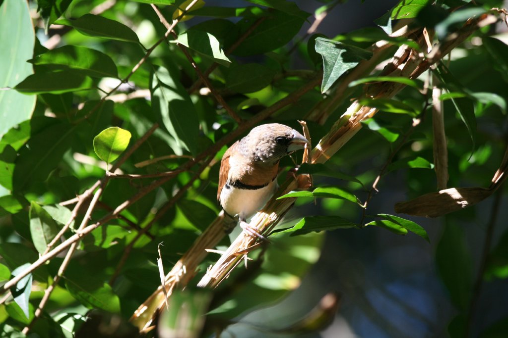 Chestnut-breasted Mannikin