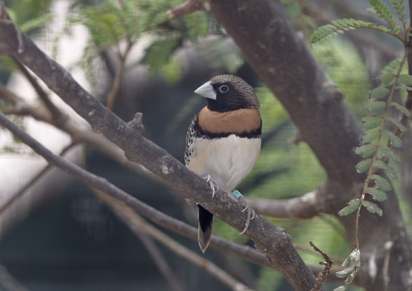 Chestnut-breasted mannikin