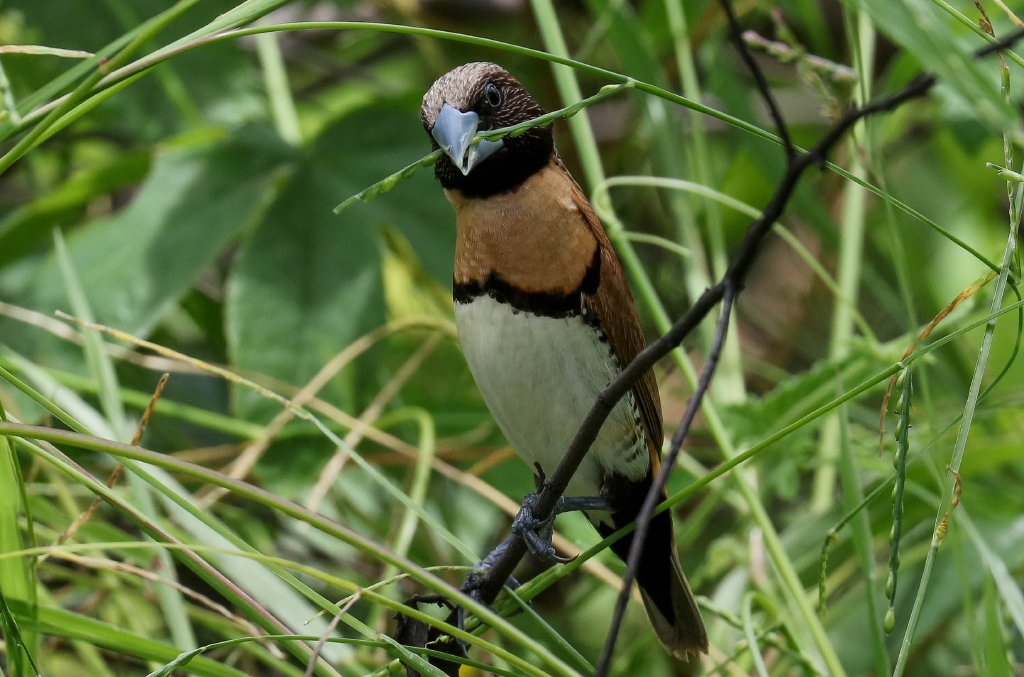 Chestnut-breasted Mannikin