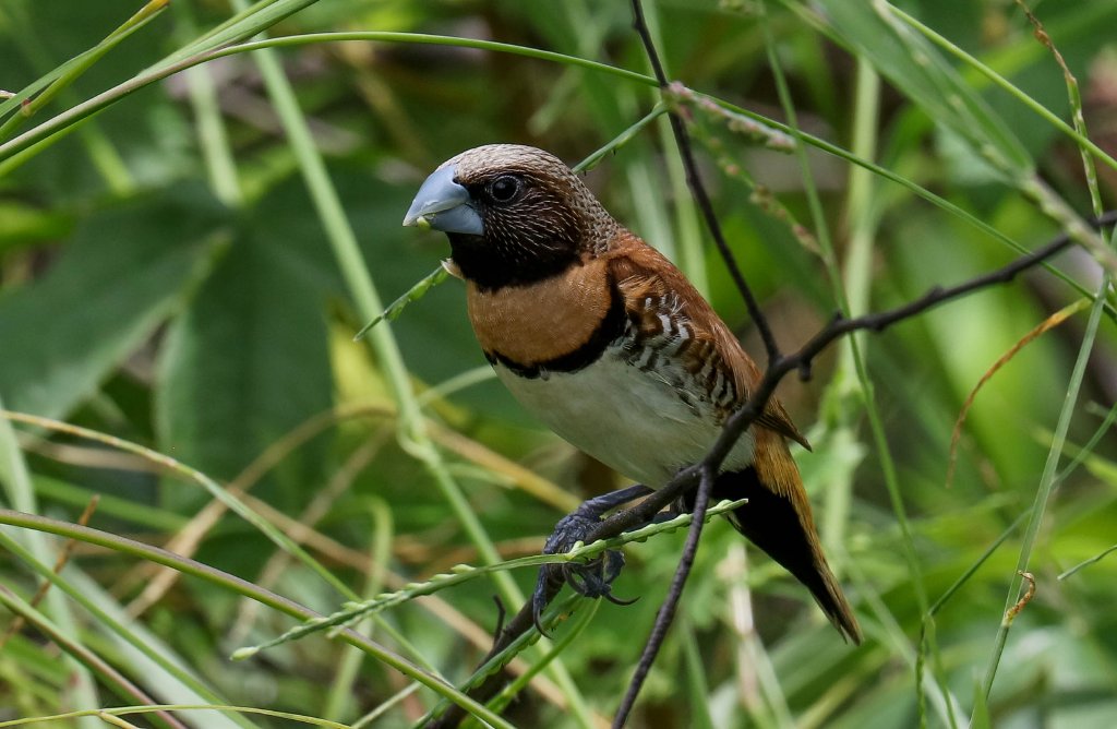 Chestnut-breasted Mannikin