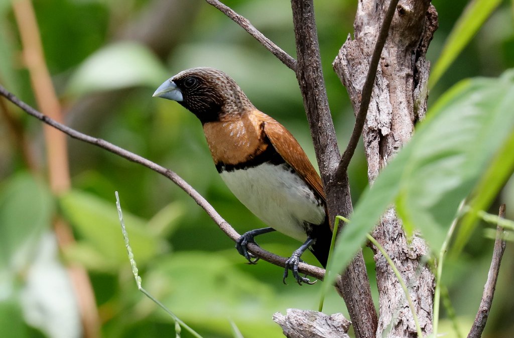 Chestnut-breasted Mannikin