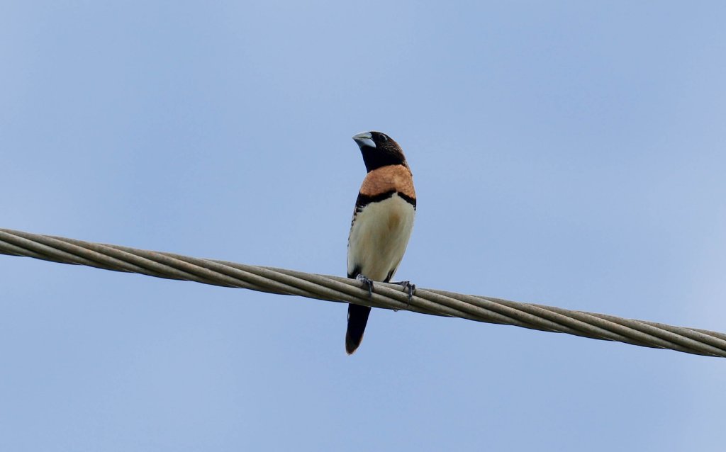 Chestnut-breasted Mannikin