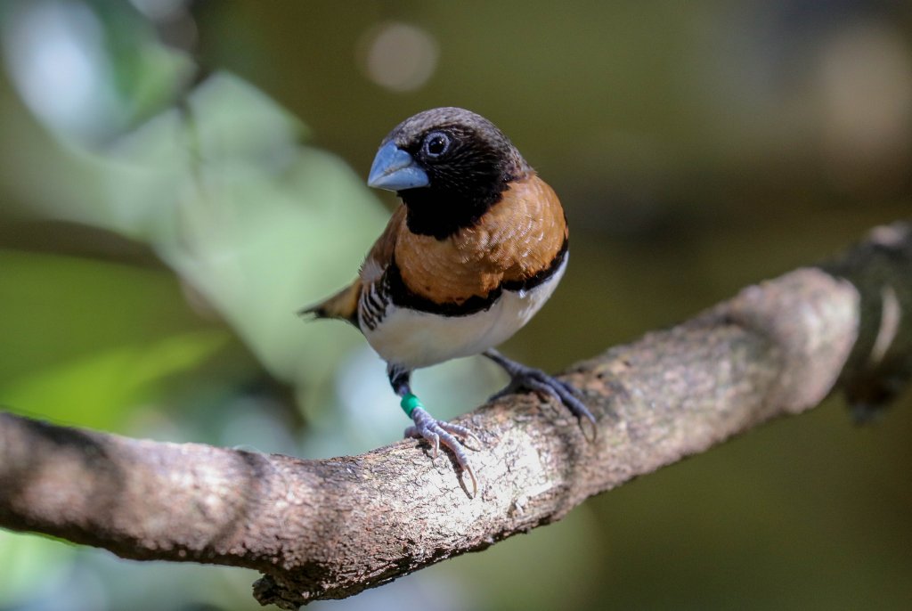 Chestnut-breasted Mannikin