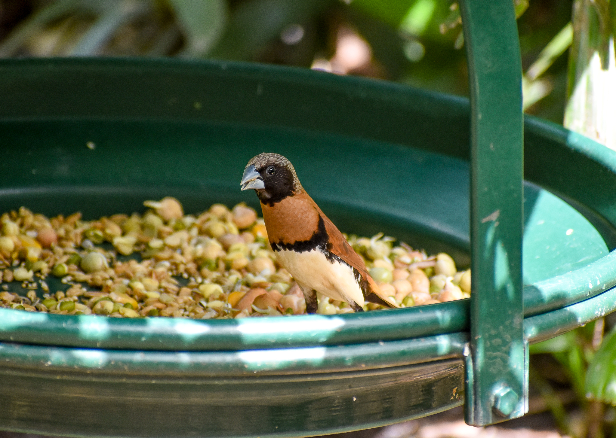 Chestnut-breasted Mannikin