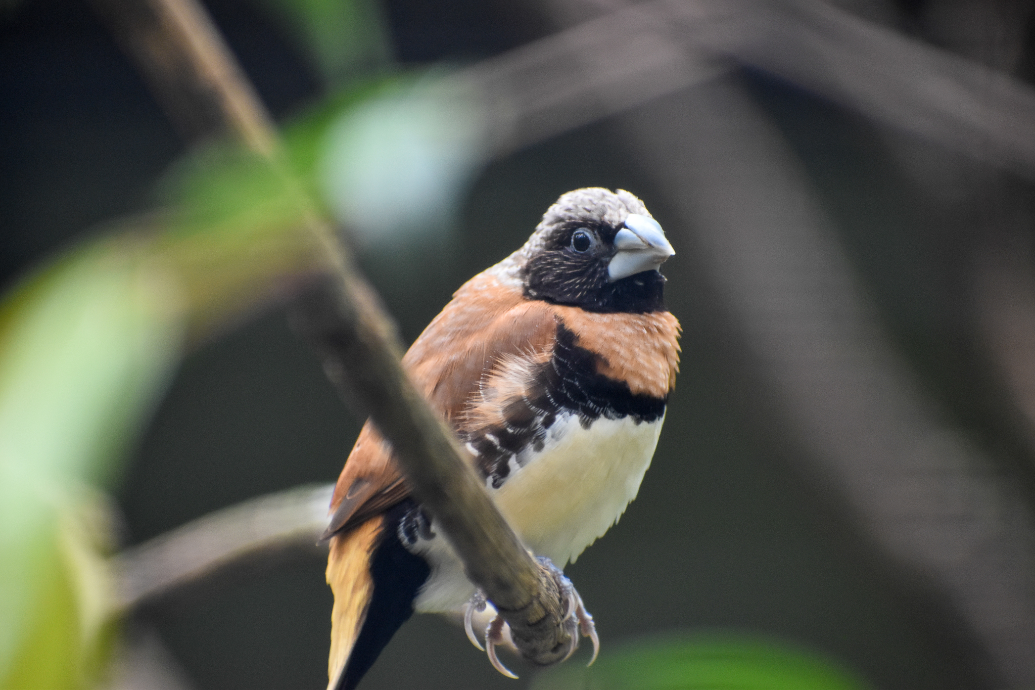 Chestnut-breasted Mannikin