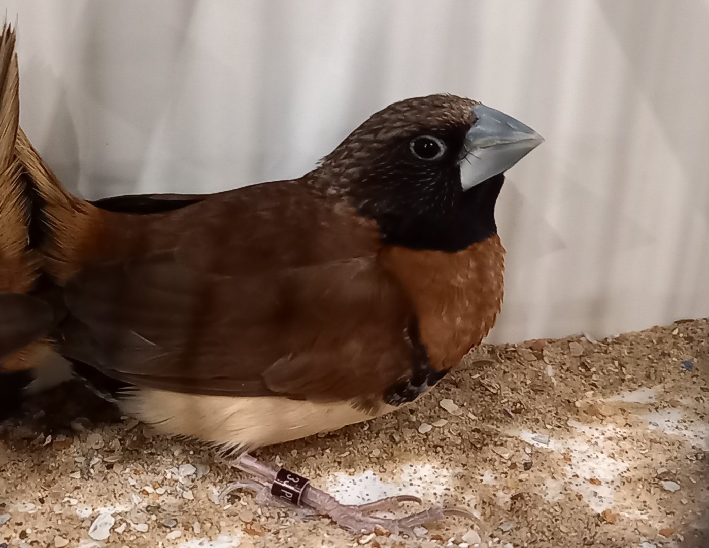 Chestnut-breasted mannikin