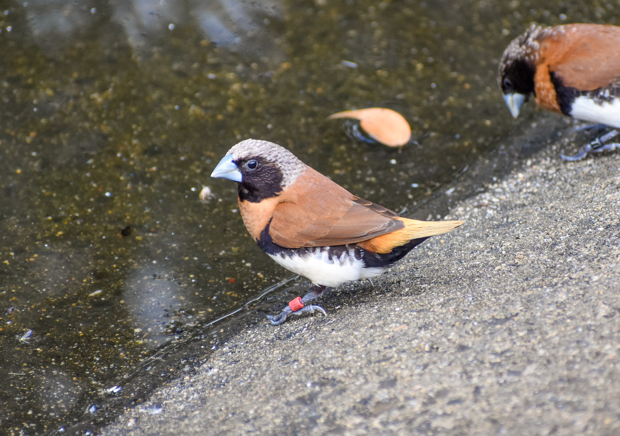 Chestnut-breasted Mannikin