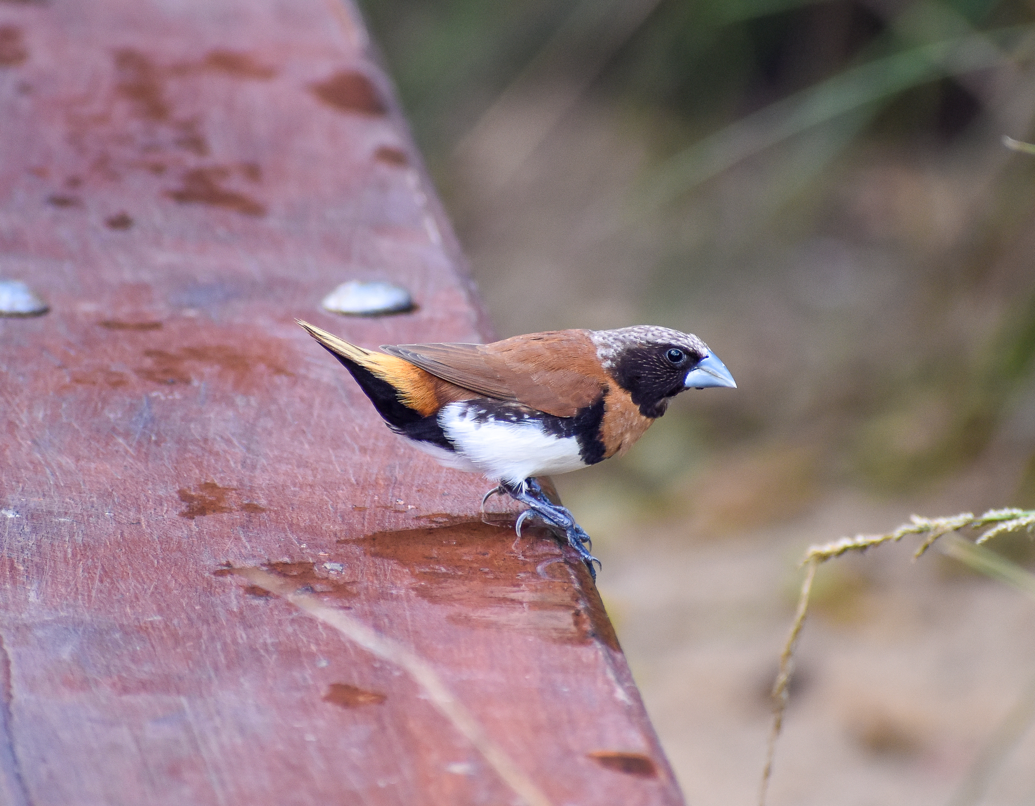 Chestnut-breasted Mannikin