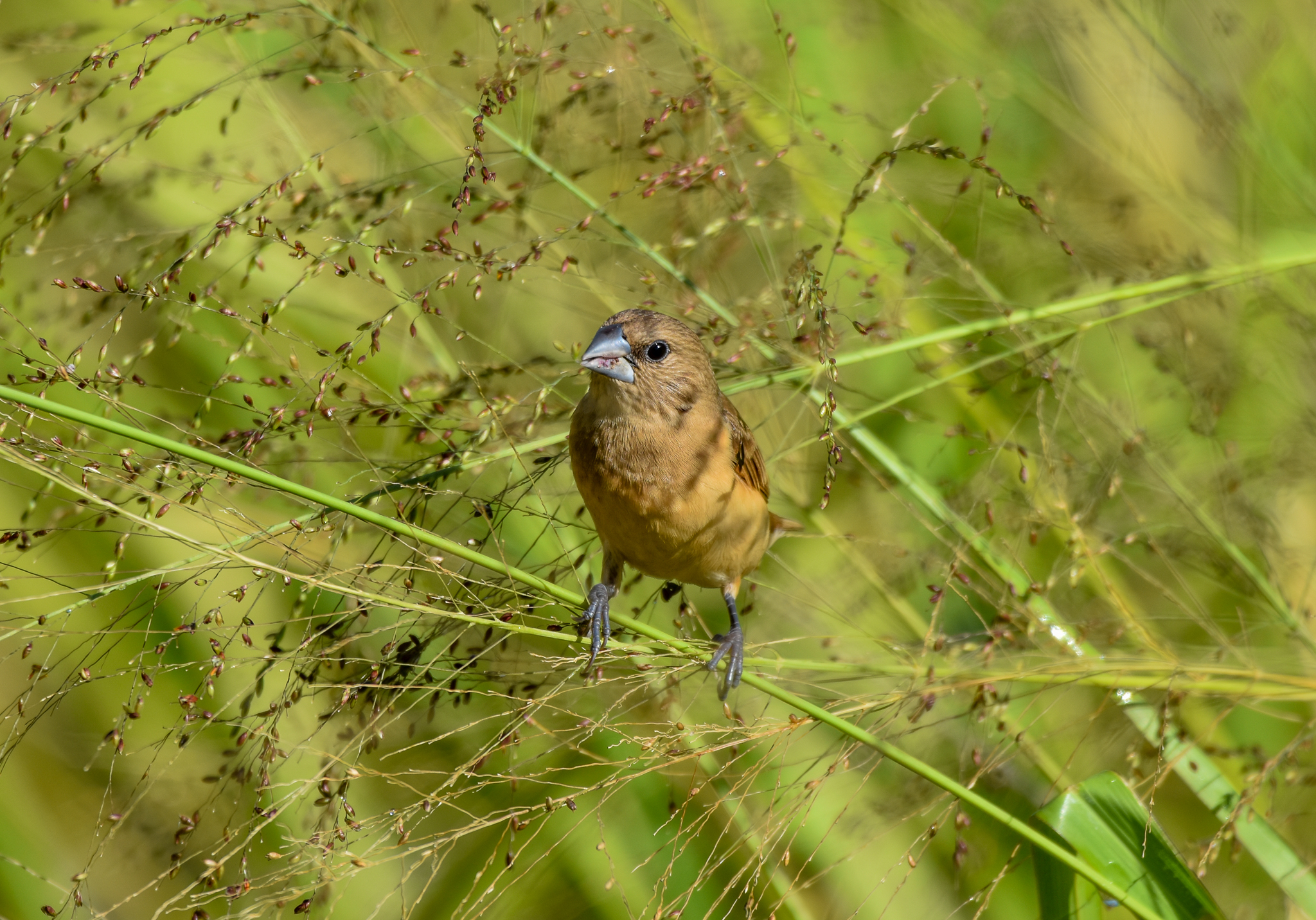 Chestnut-breasted Mannikin