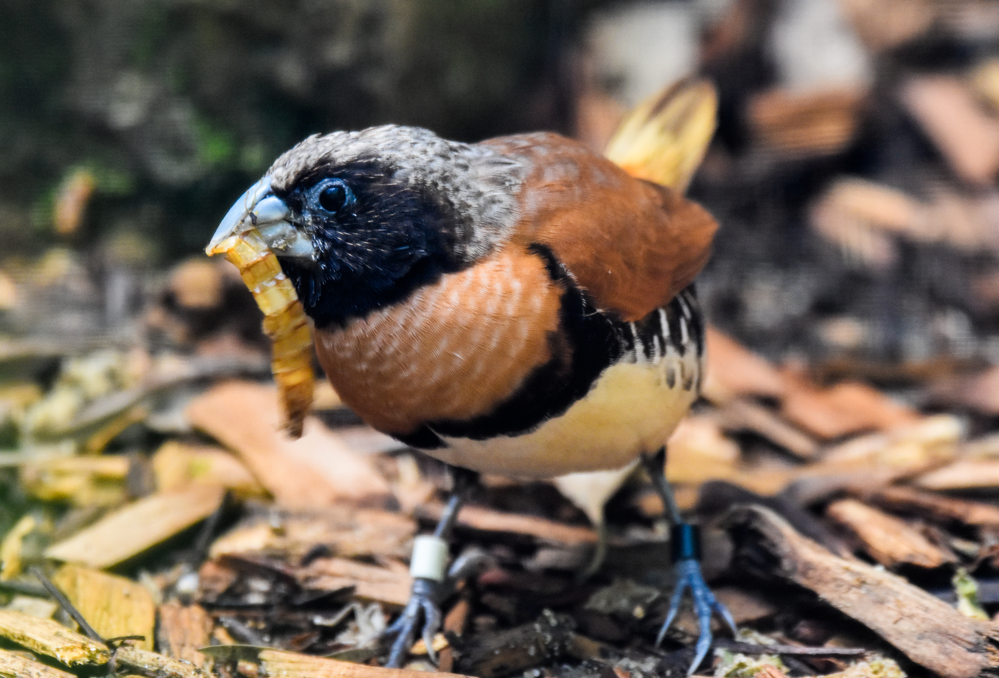 Chestnut-breasted Mannikin