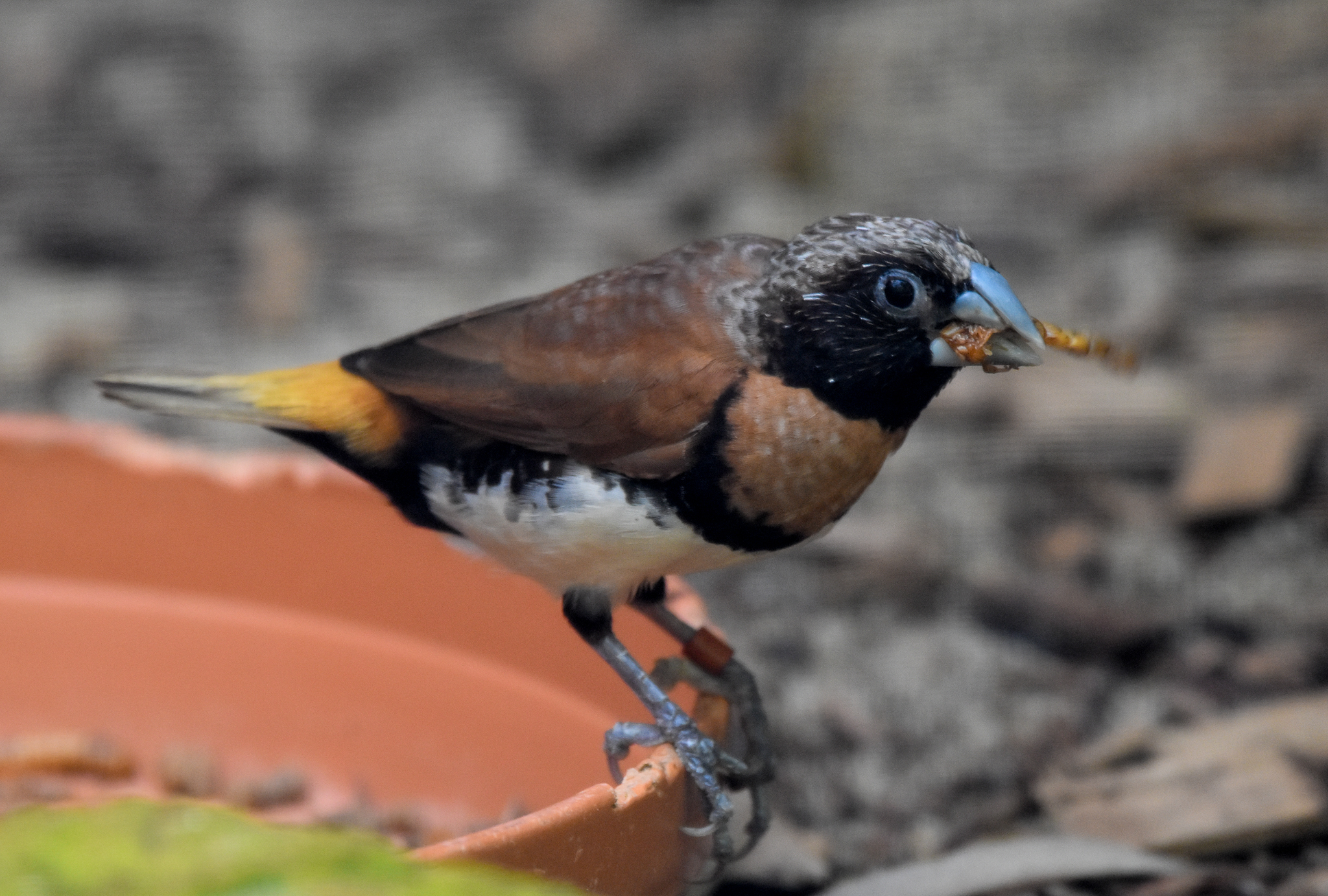 Chestnut-breasted Mannikin