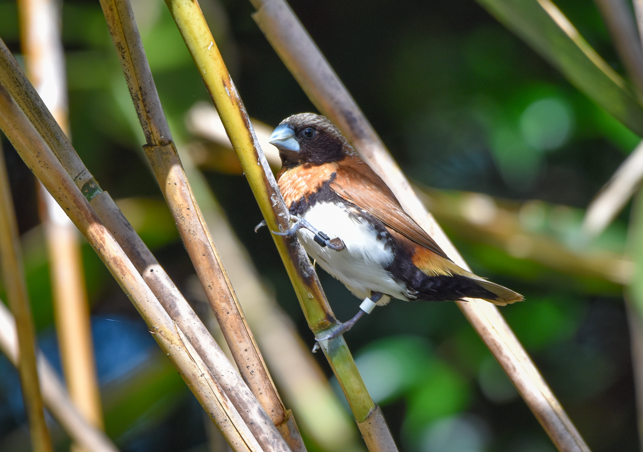 Chestnut-breasted Mannikin
