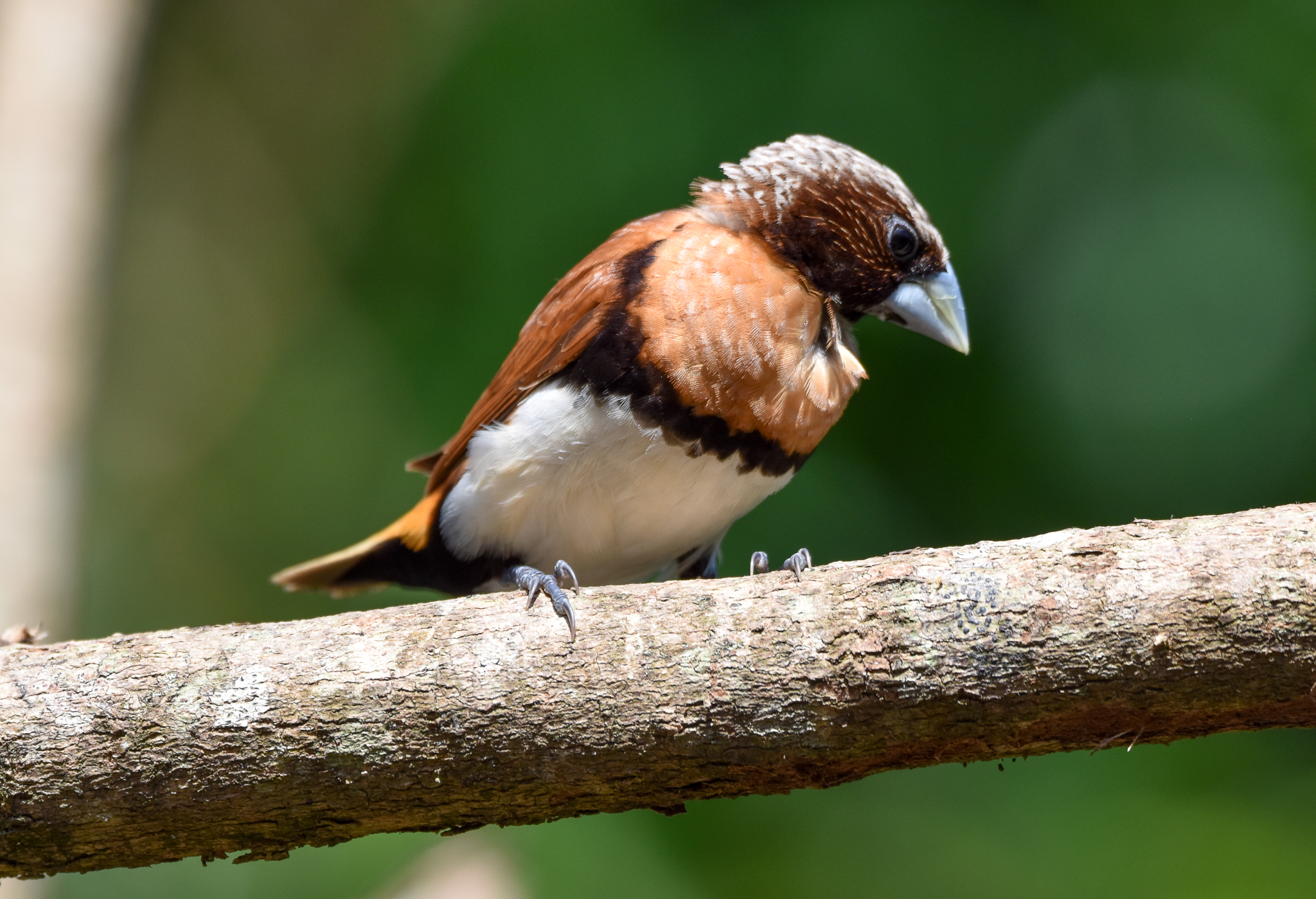 Chestnut-breasted Mannikin