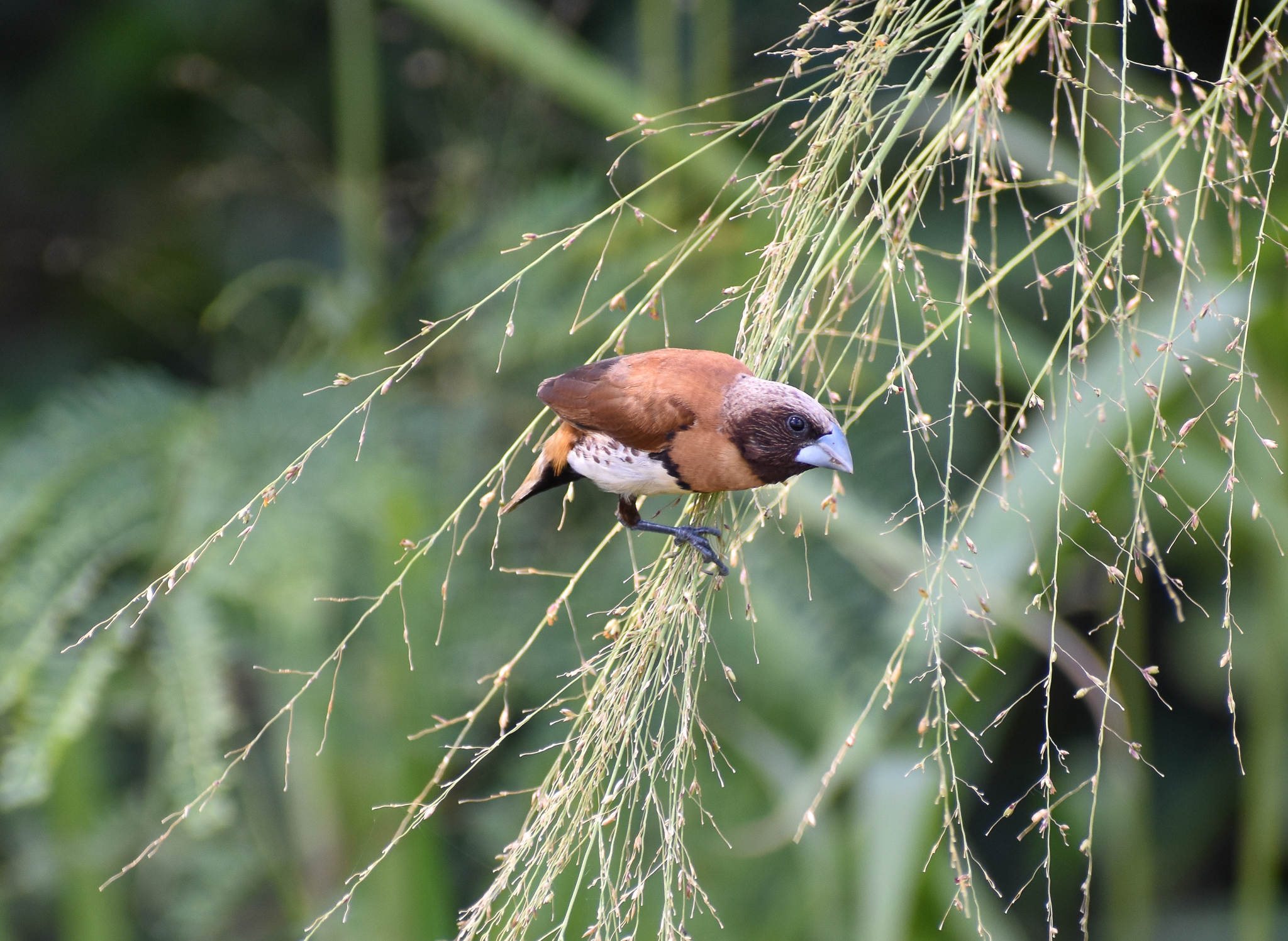 Chestnut-breasted Mannikin