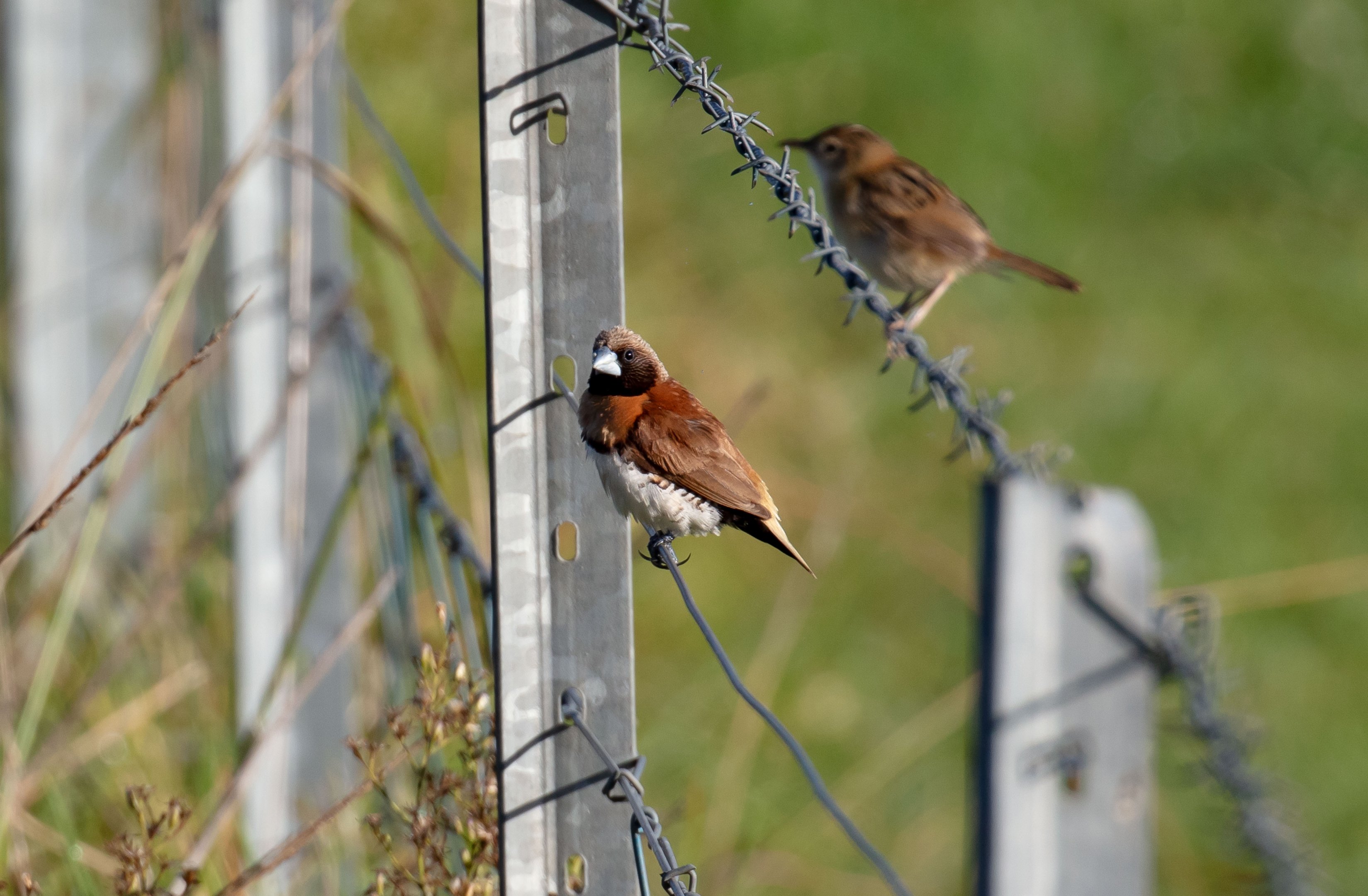 Chestnut-breasted Mannikin