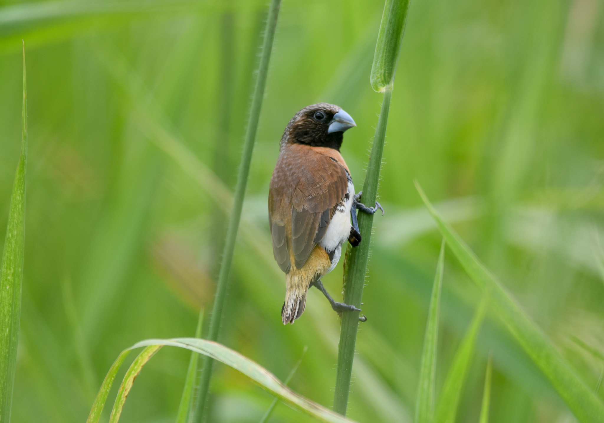 Chestnut-breasted Mannikin