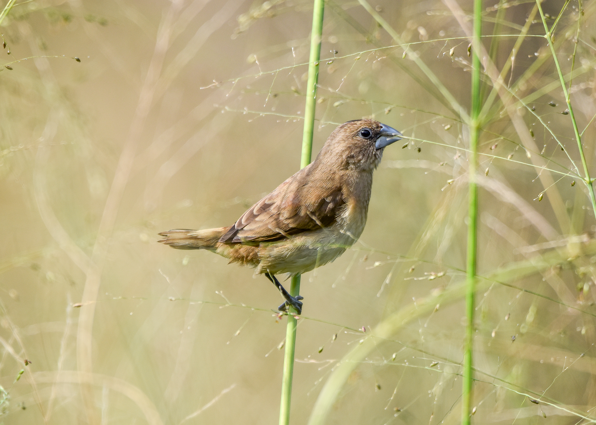Chestnut-breasted Mannikin