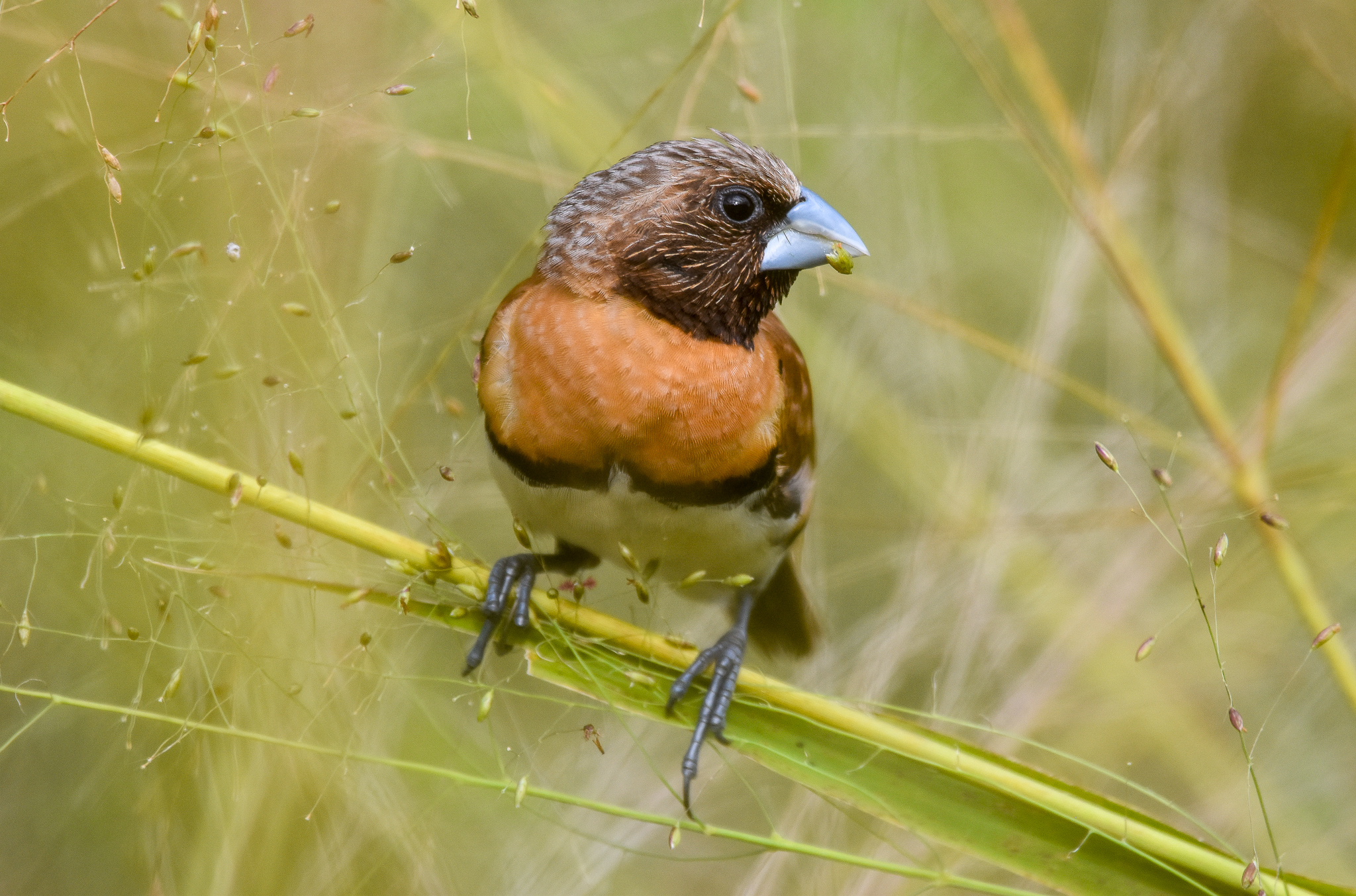 Chestnut-breasted Mannikin