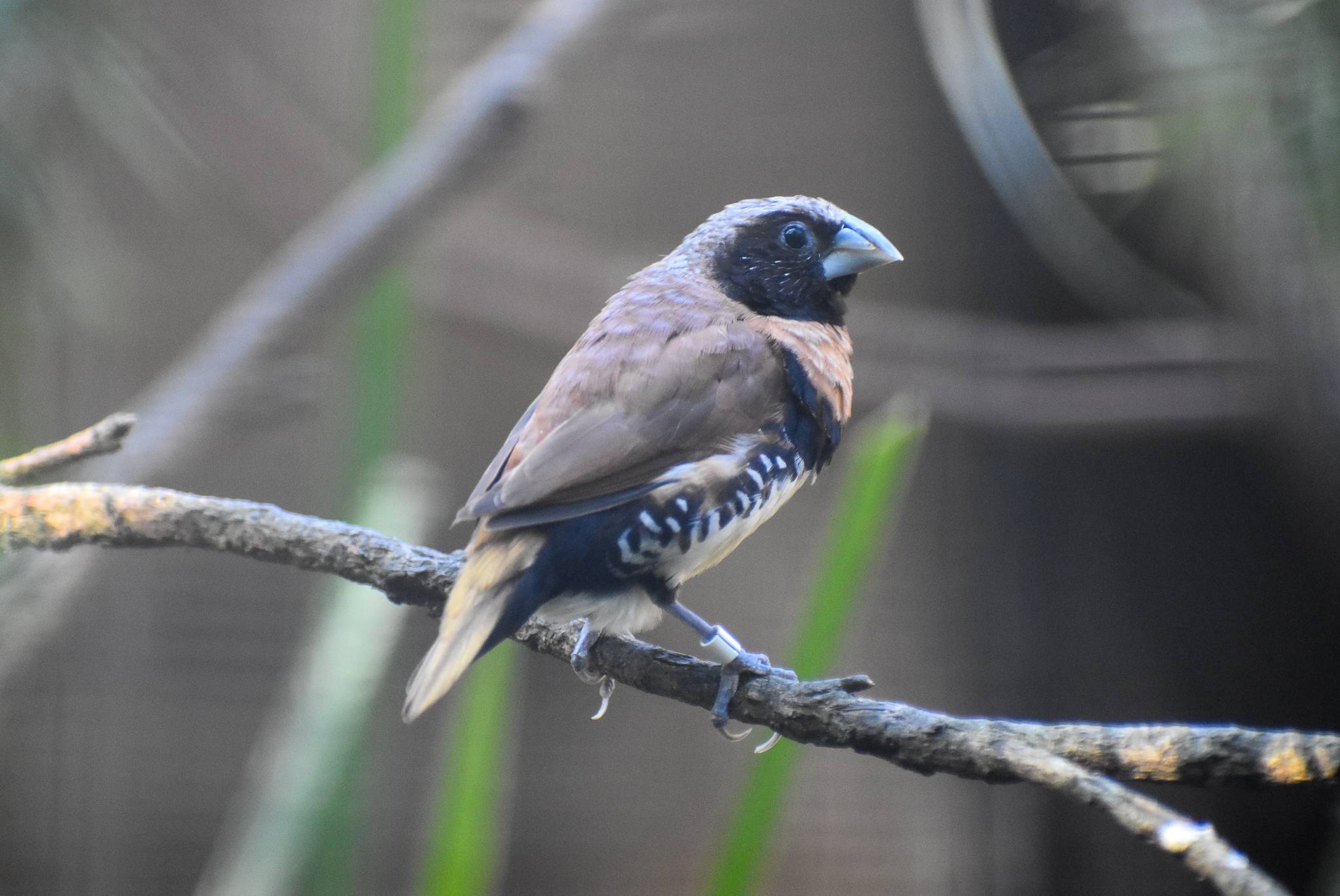 Chestnut-breasted Mannikin