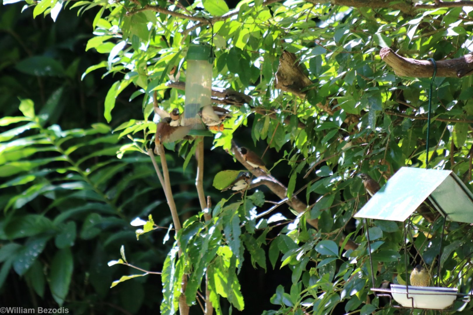 Chestnut-breasted Mannikins and Macleay's Honeyeater - Kingfisher Park