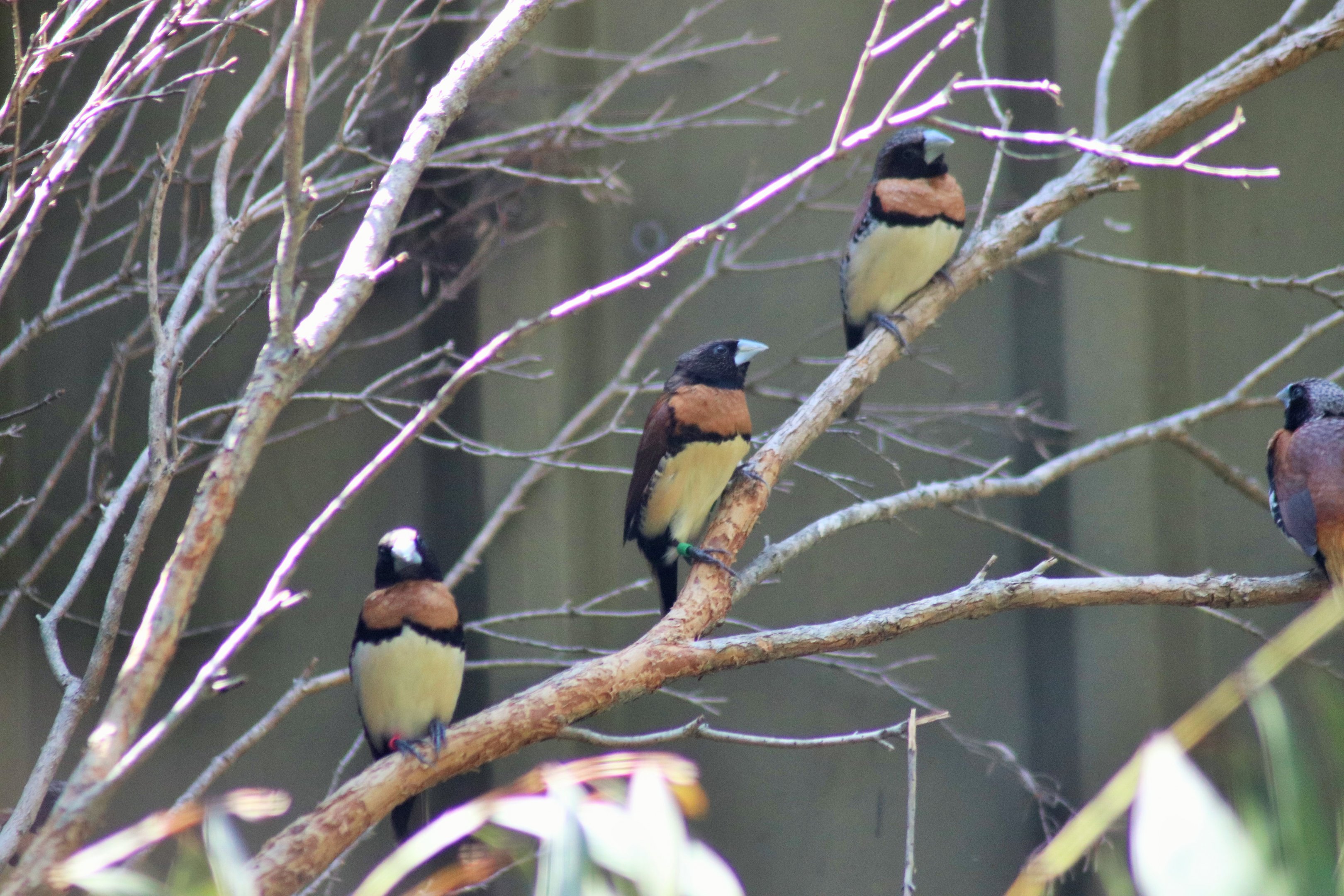 Chestnut-breasted Mannikins (Lonchura castaneothorax)