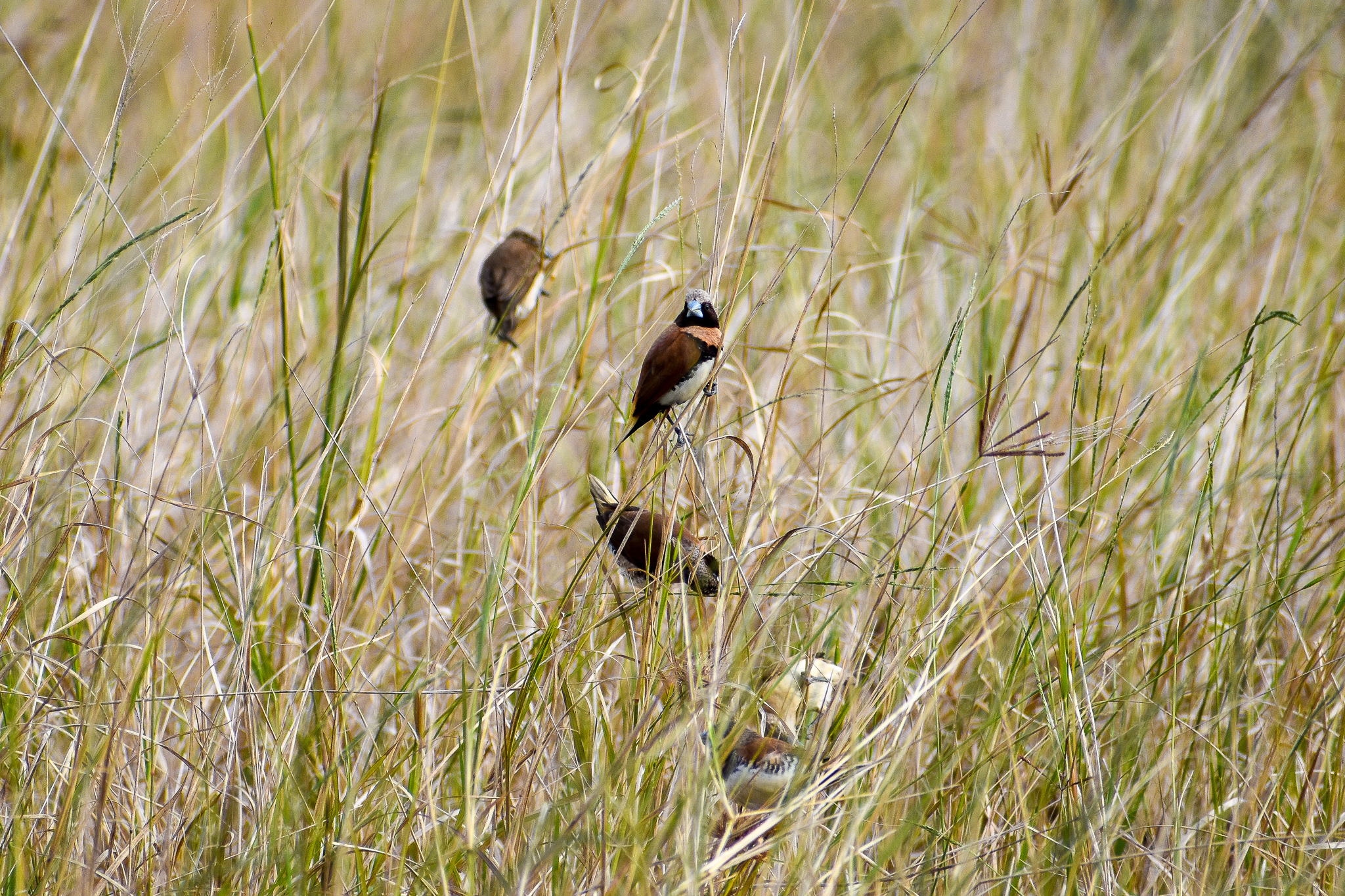 Chestnut-breasted Mannikins (Lonchura castaneothorax)