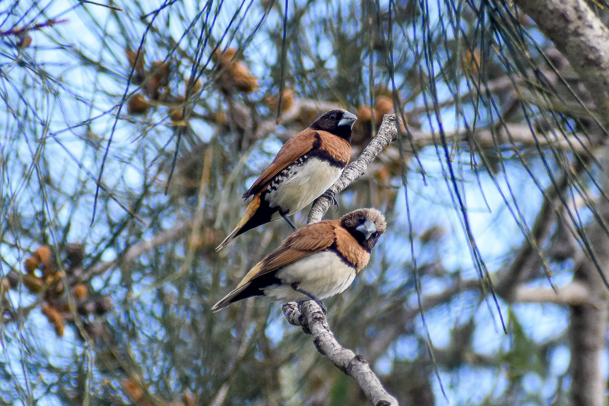 Chestnut-breasted Mannikins (Lonchura castaneothorax)