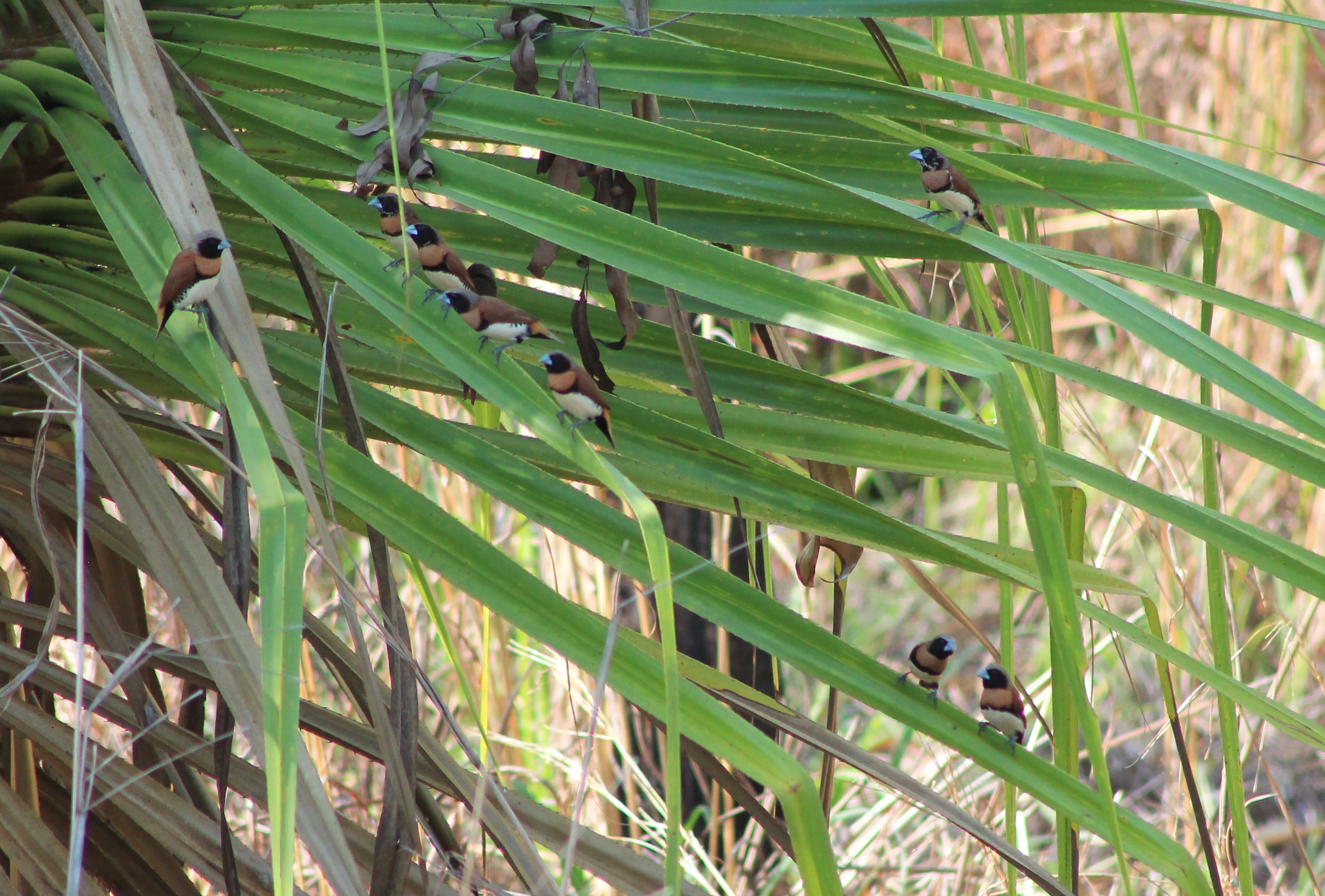 Chestnut-breasted Mannikins (Lonchura castaneothorax)