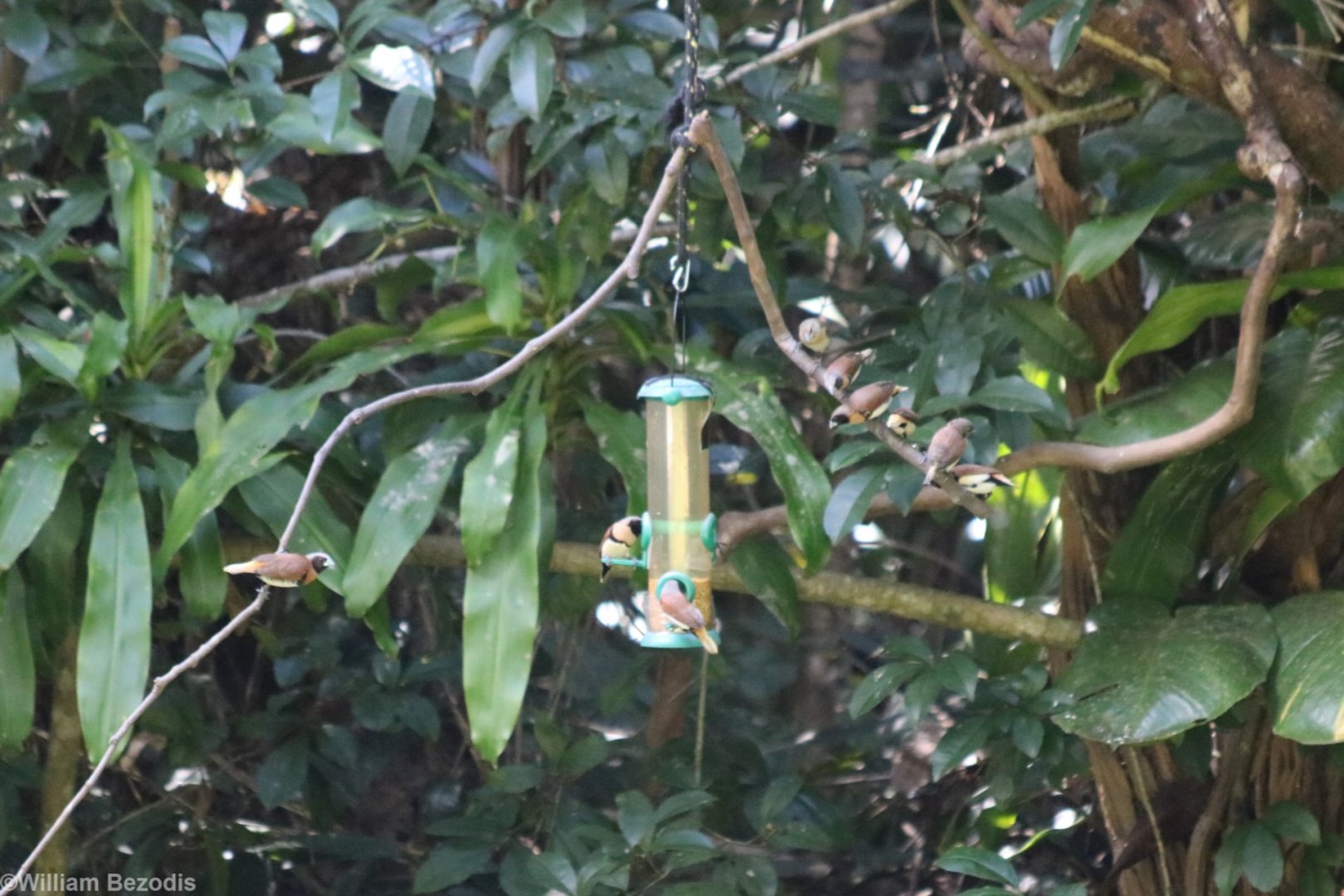 Chestnut-breasted Mannikins on Feeder - Kingfisher Park