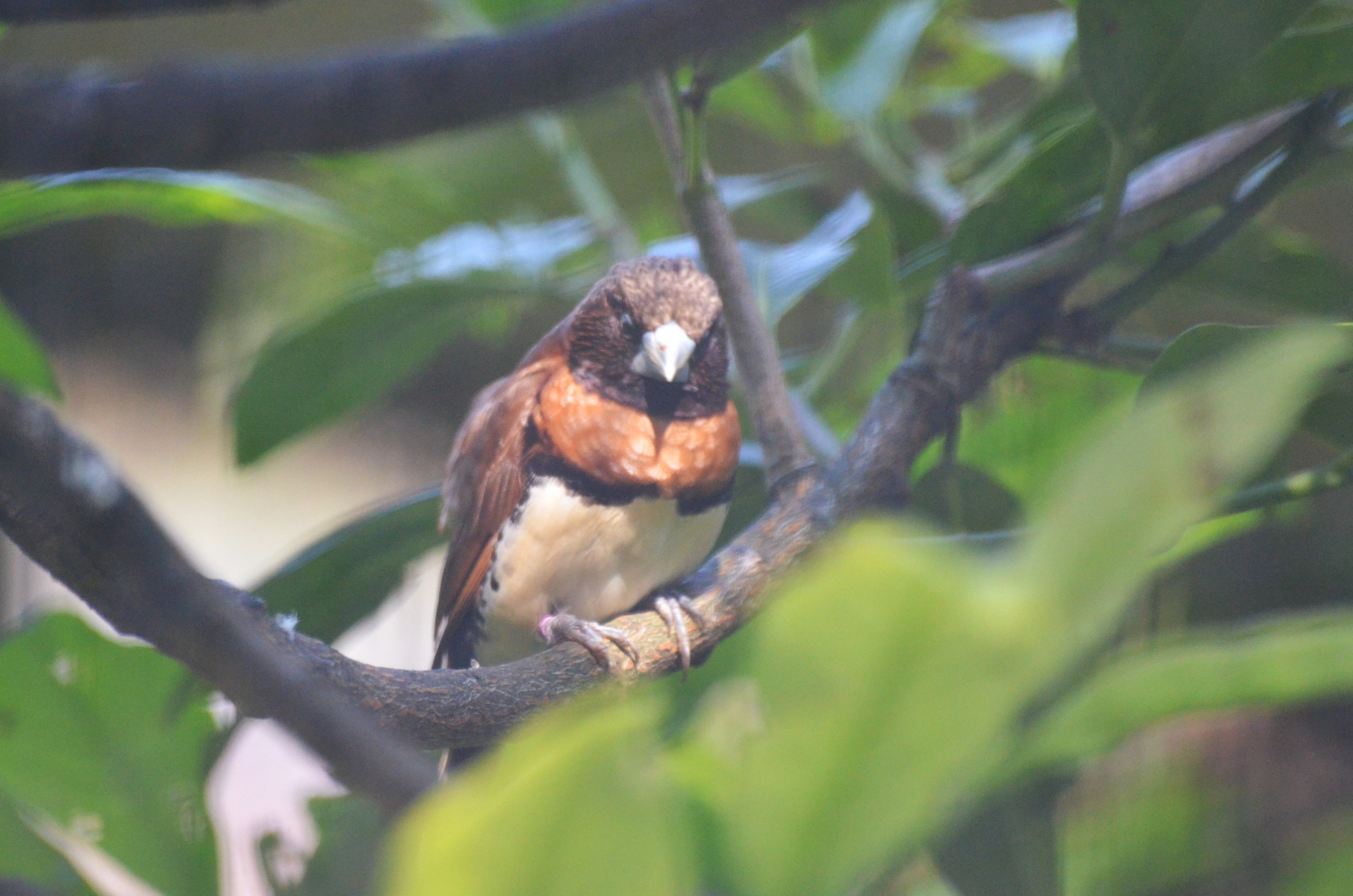 Chestnut-breasted Munia at Voliere Zurich (Mythenquai), 13/09/16