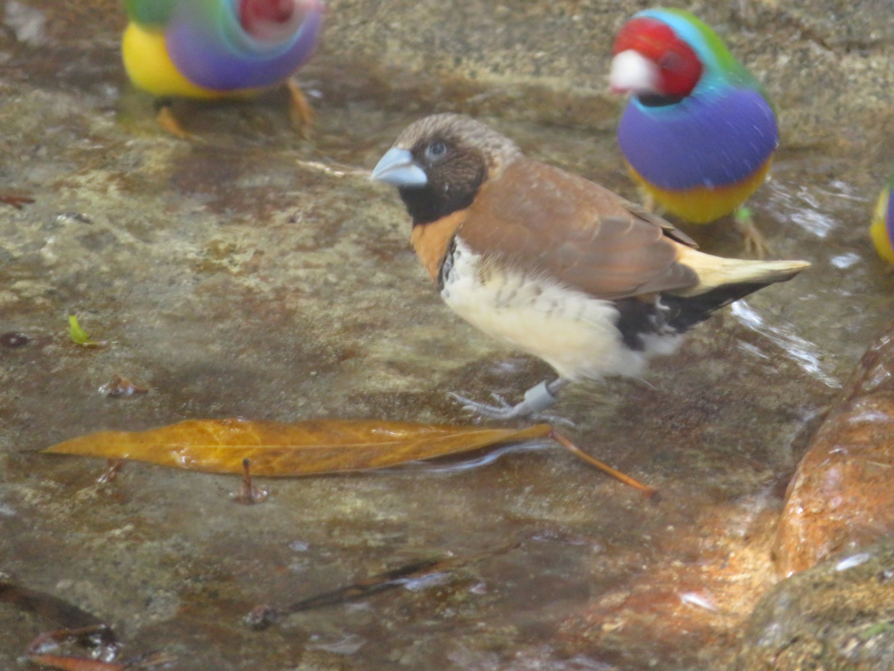 Chestnut-breasted Munia