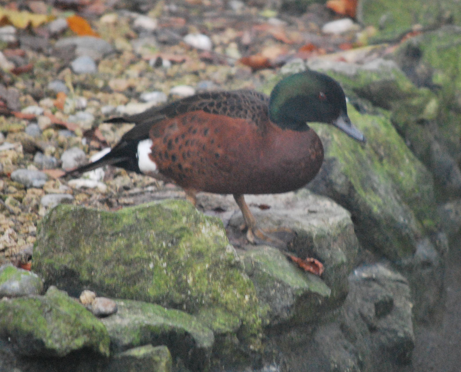 Chestnut-breasted teal