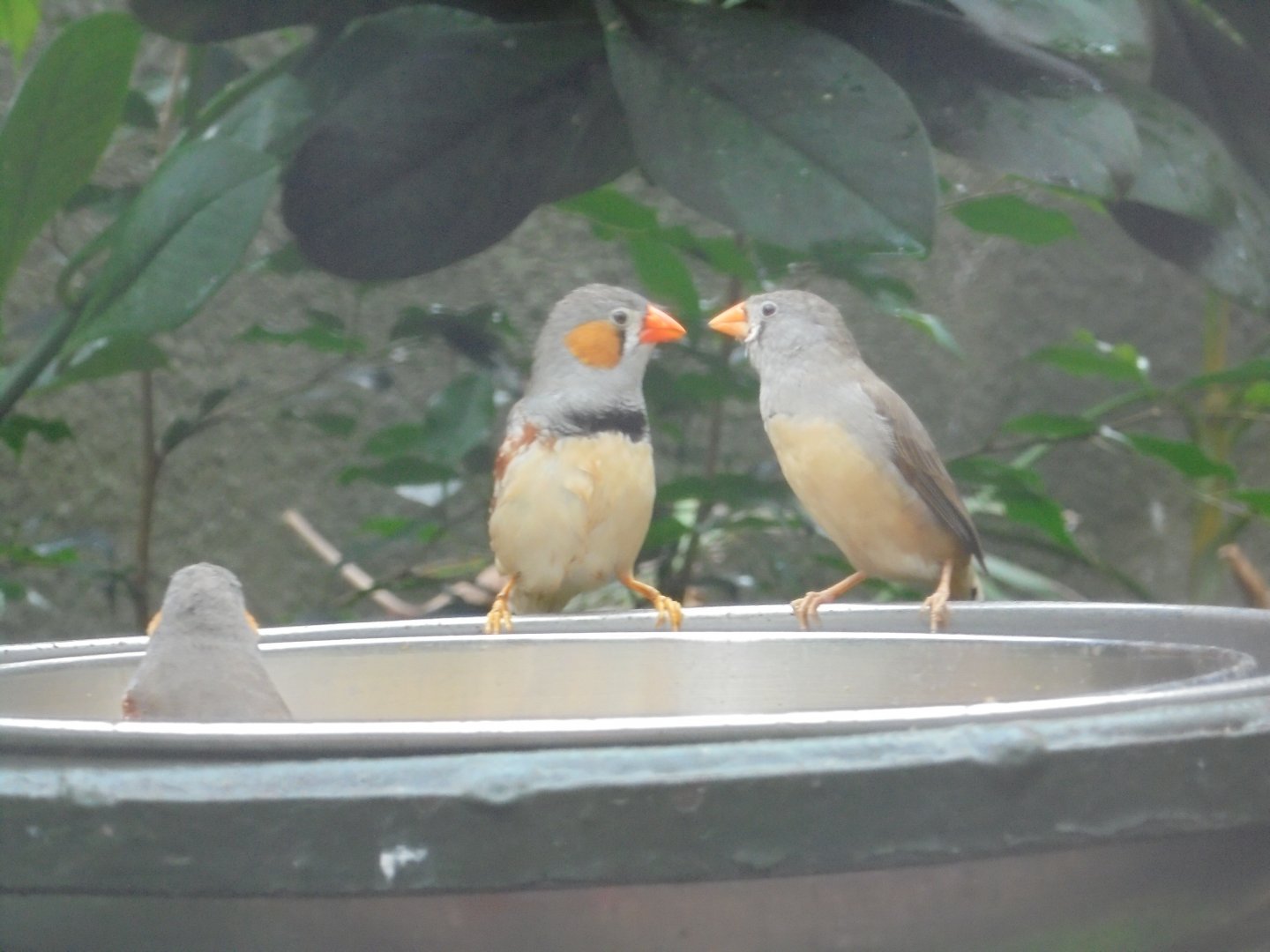 Chestnut-breasted zebra finch in Realm of the Red Ape