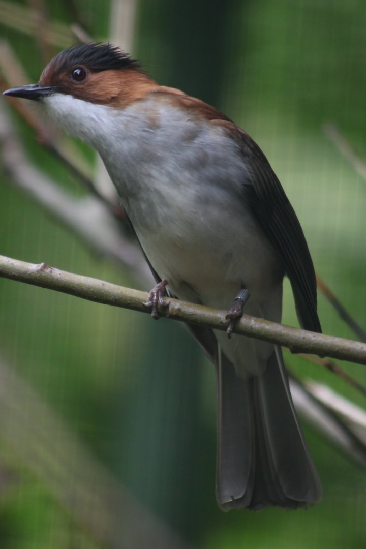 Chestnut bulbul (Hemixos castanonotus)
