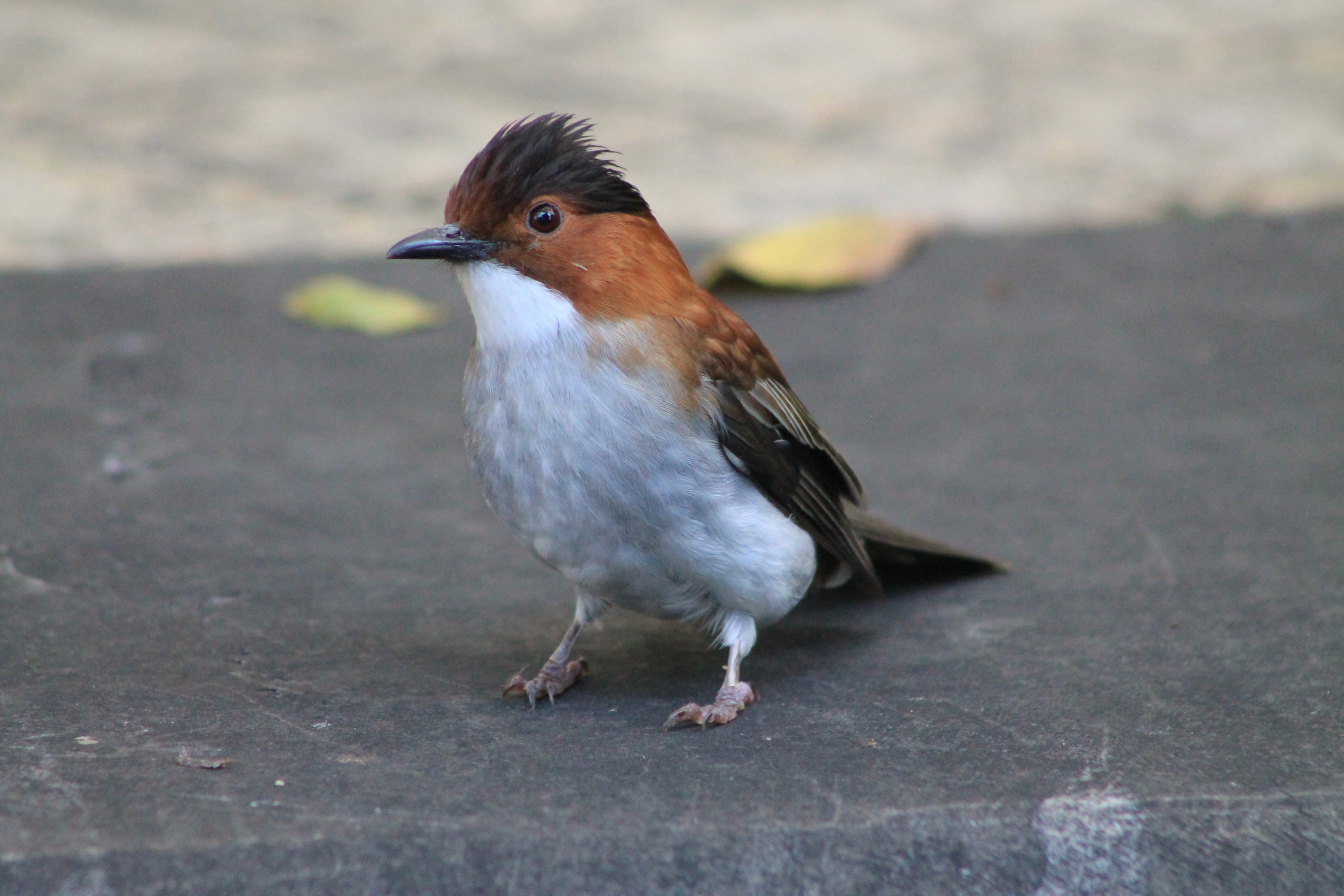 Chestnut Bulbul (Hemixos castanonotus)