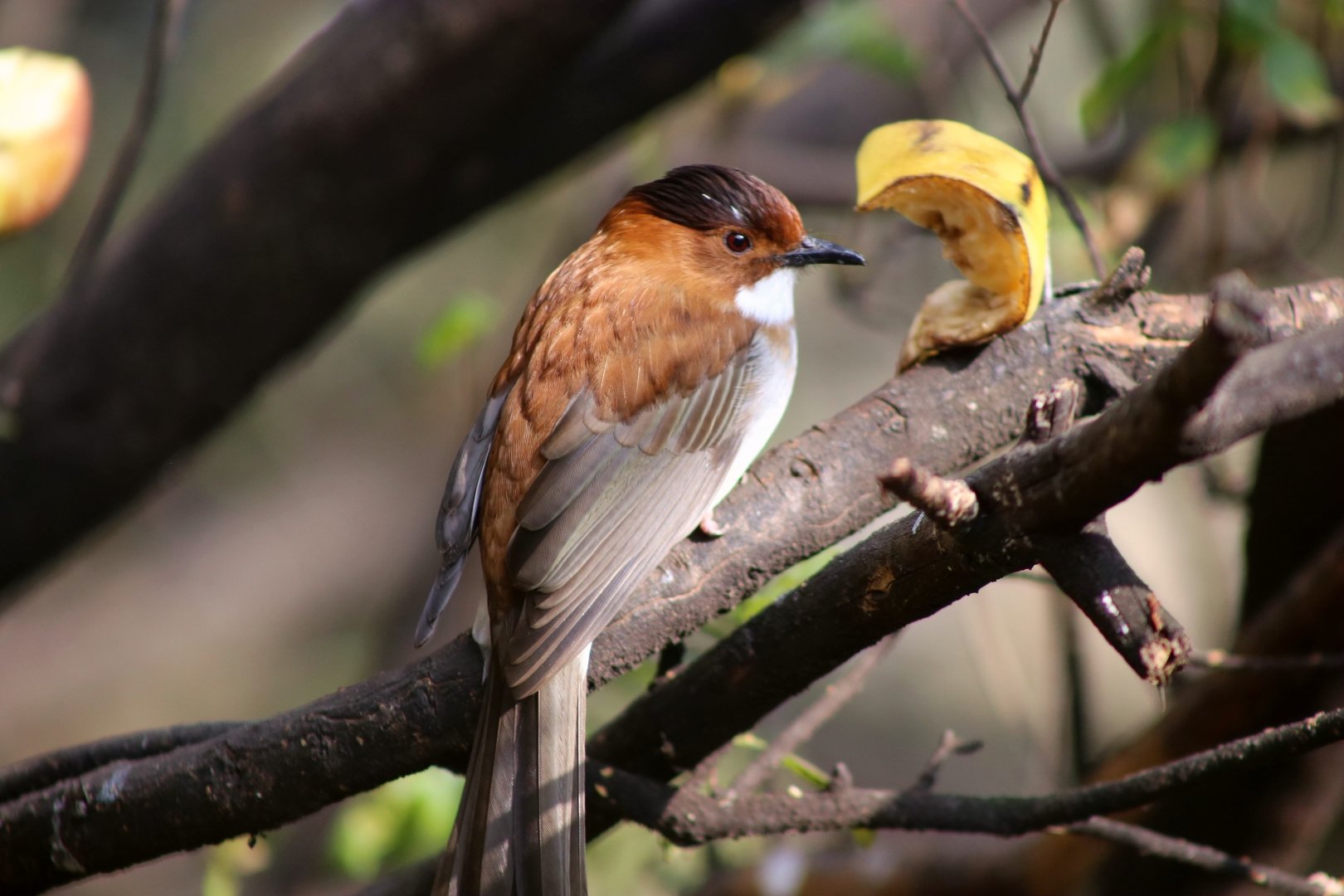 Chestnut Bulbul (Hemixos castanonotus)
