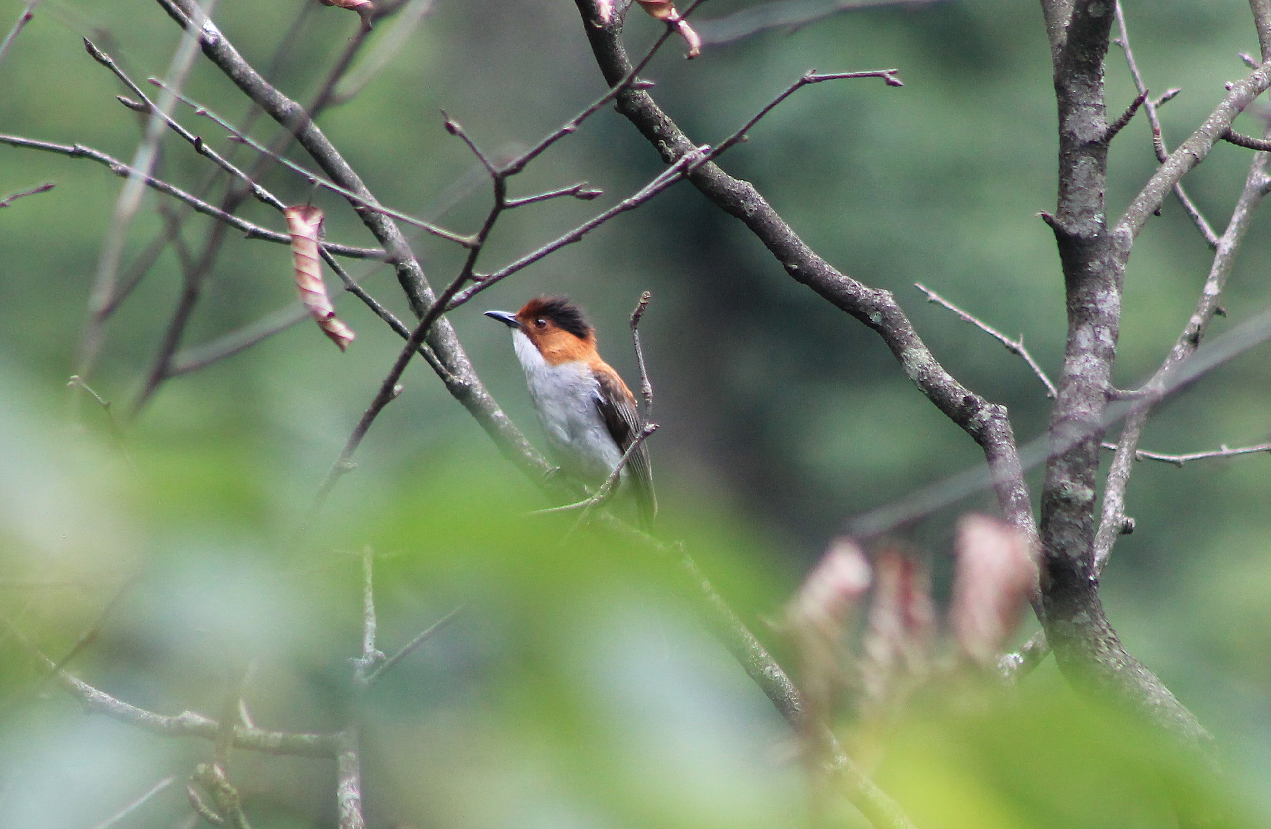 Chestnut Bulbul (Hemixos castanonotus)
