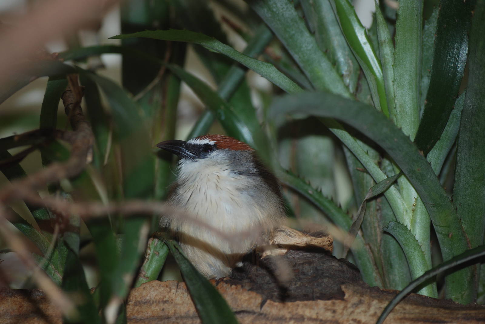 Chestnut-capped Babbler at Tierpark Berlin, 01/09/11