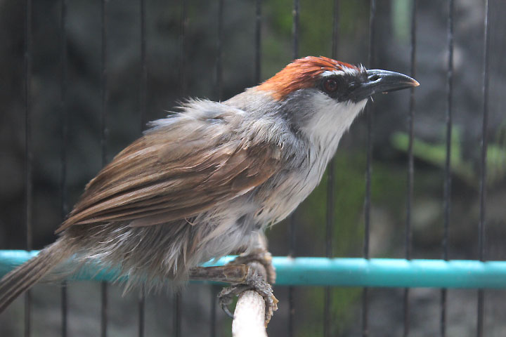 Chestnut-capped babbler (Timalia pileata pileata)