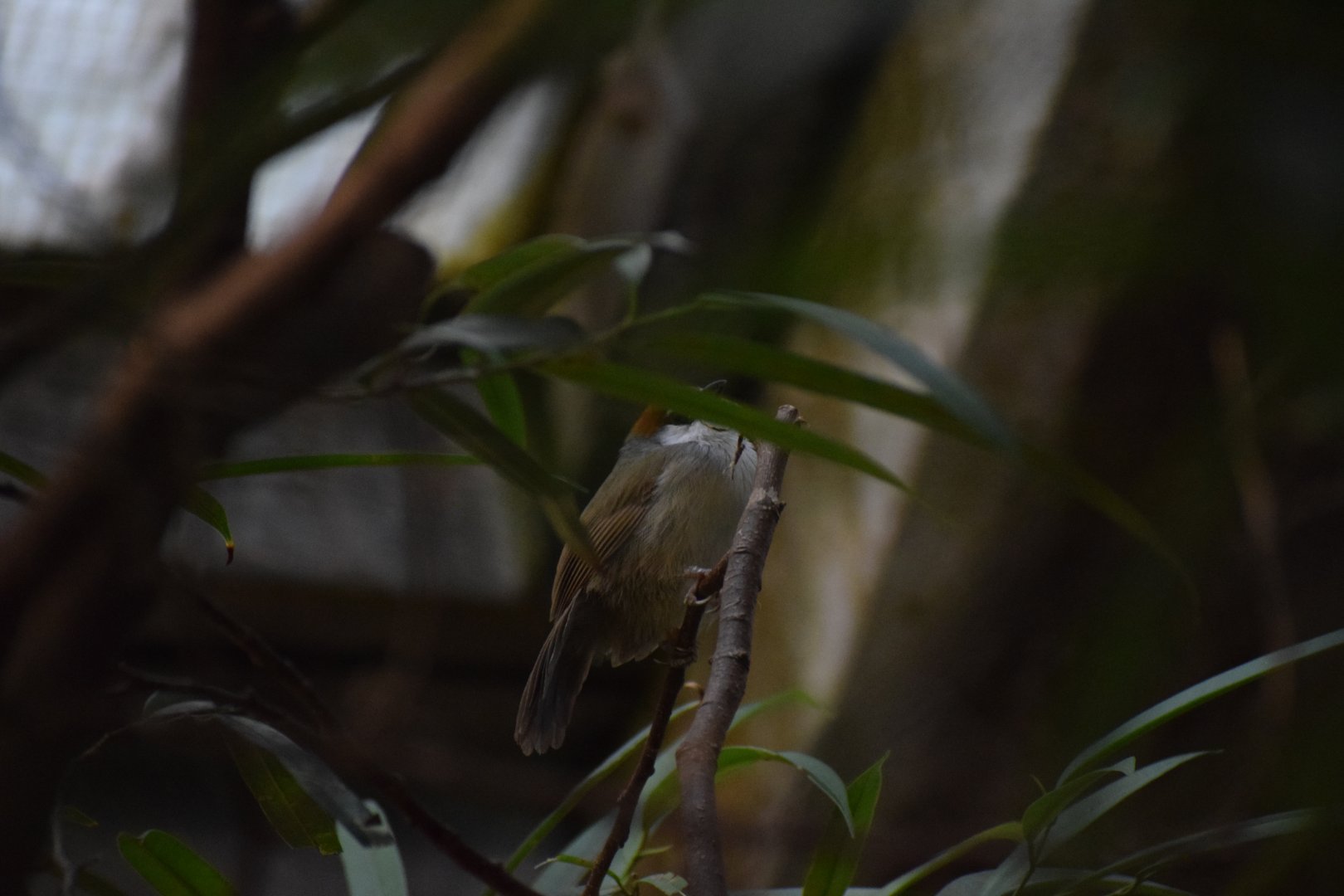Chestnut-capped babbler