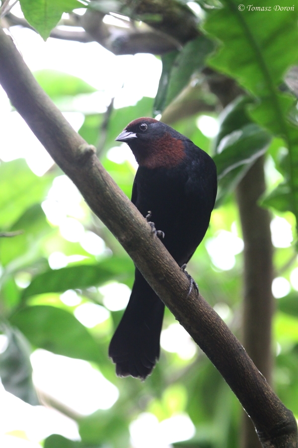 Chestnut-capped Blackbird (Chrysomus ruficapillus) May 2010