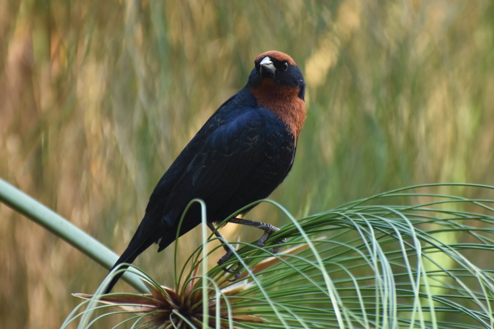 Chestnut-capped Blackbird (Chrysomus ruficapillus)