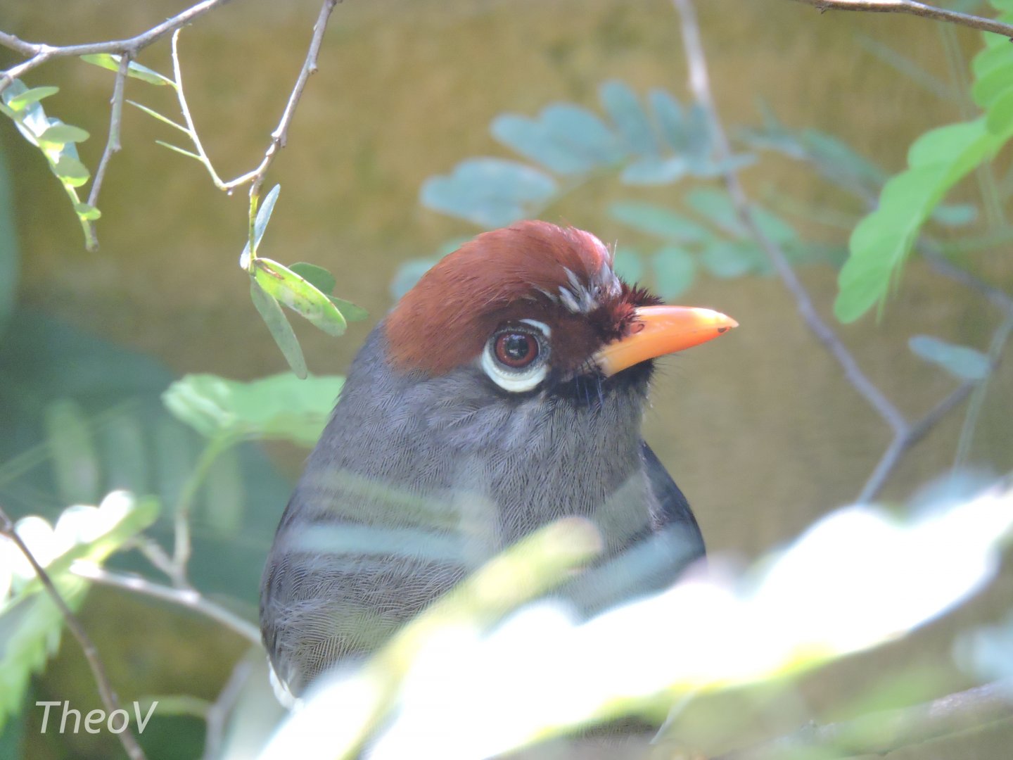 Chestnut-capped laughingthrush [2016]
