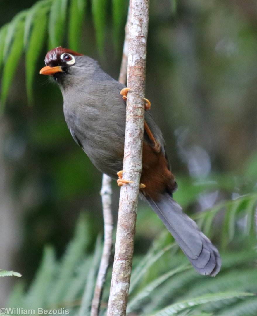 Chestnut-capped Laughingthrush - Fraser's Hill