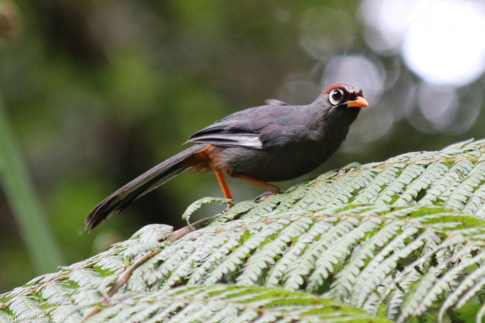 Chestnut-capped Laughingthrush - Fraser's Hill
