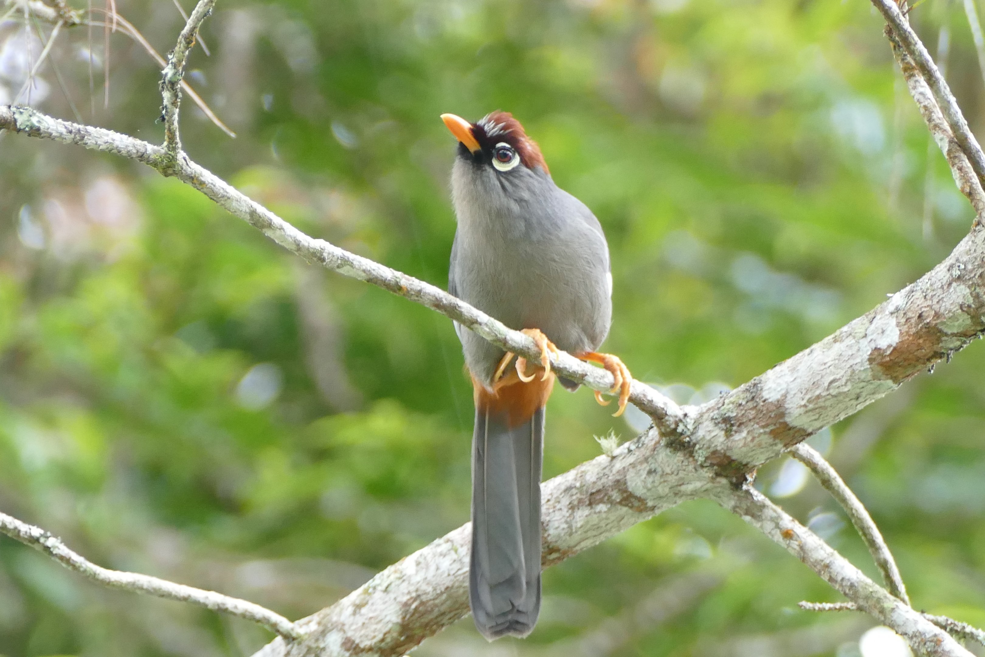 Chestnut-capped Laughingthrush - Fraser's Hill