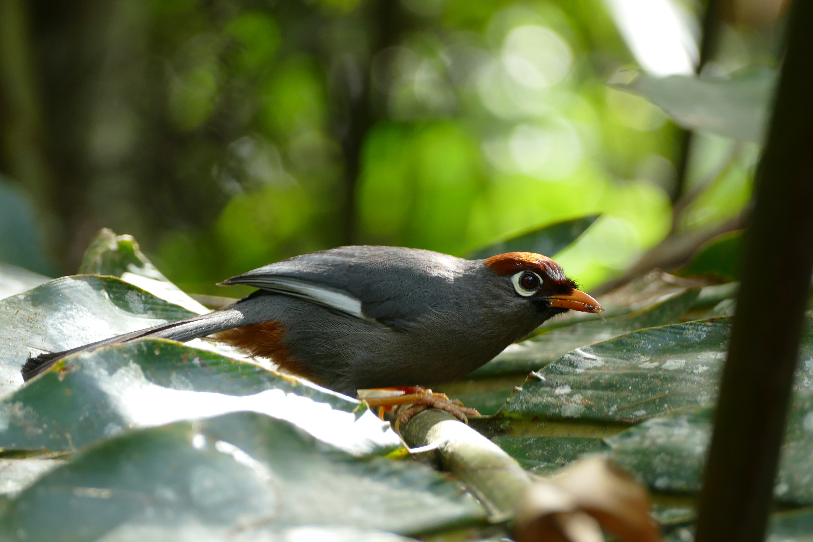 Chestnut-capped Laughingthrush - Fraser's Hill